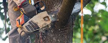 Best Tree Health Inspection  in Freeland, MI